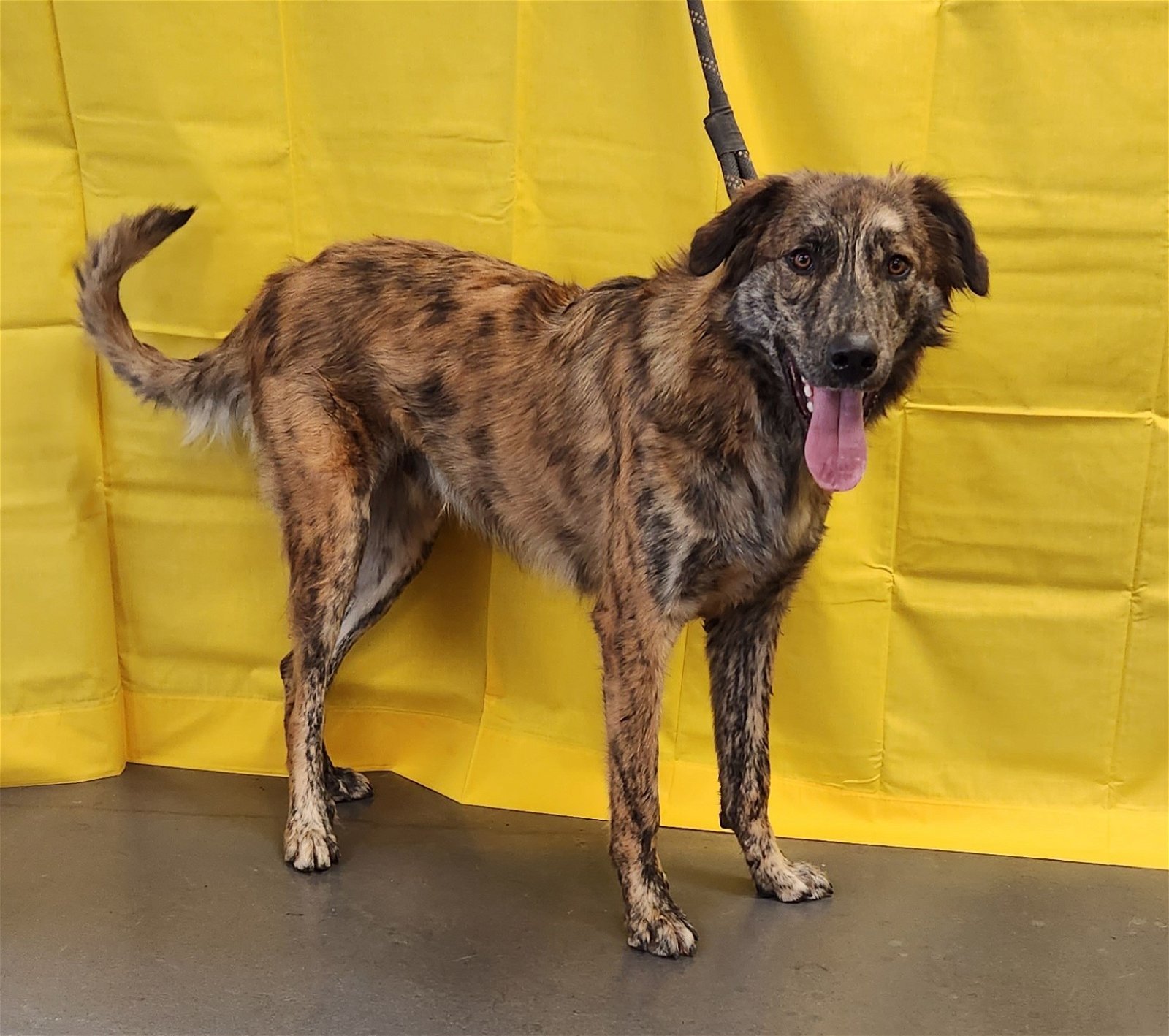 Buzzy, an adoptable Catahoula Leopard Dog, Great Pyrenees in Clinton, OK, 73601 | Photo Image 2