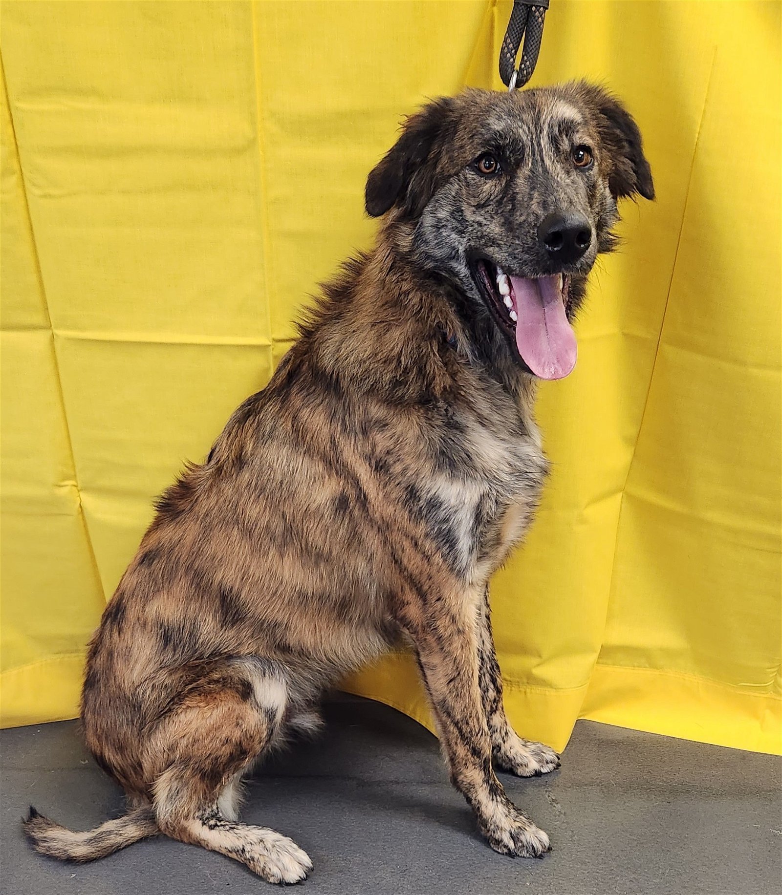 Buzzy, an adoptable Catahoula Leopard Dog, Great Pyrenees in Clinton, OK, 73601 | Photo Image 3
