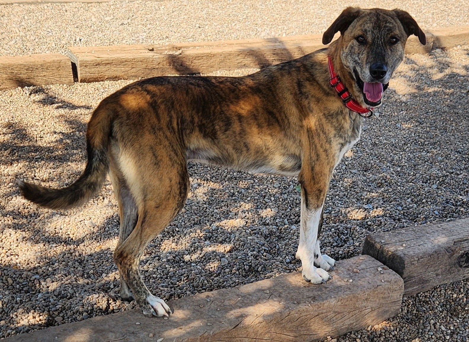 Billy, an adoptable Catahoula Leopard Dog, Great Pyrenees in Clinton, OK, 73601 | Photo Image 1