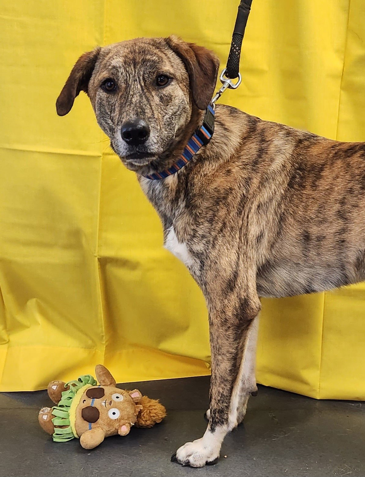 Billy, an adoptable Catahoula Leopard Dog, Great Pyrenees in Clinton, OK, 73601 | Photo Image 2