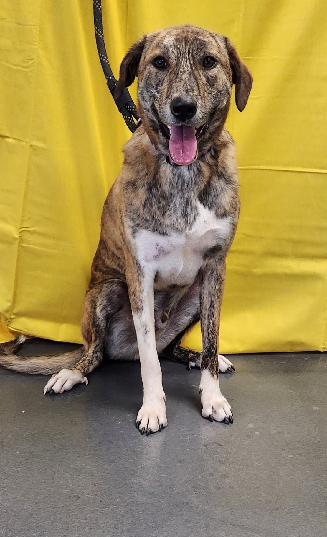 Billy, an adoptable Catahoula Leopard Dog, Great Pyrenees in Clinton, OK, 73601 | Photo Image 3