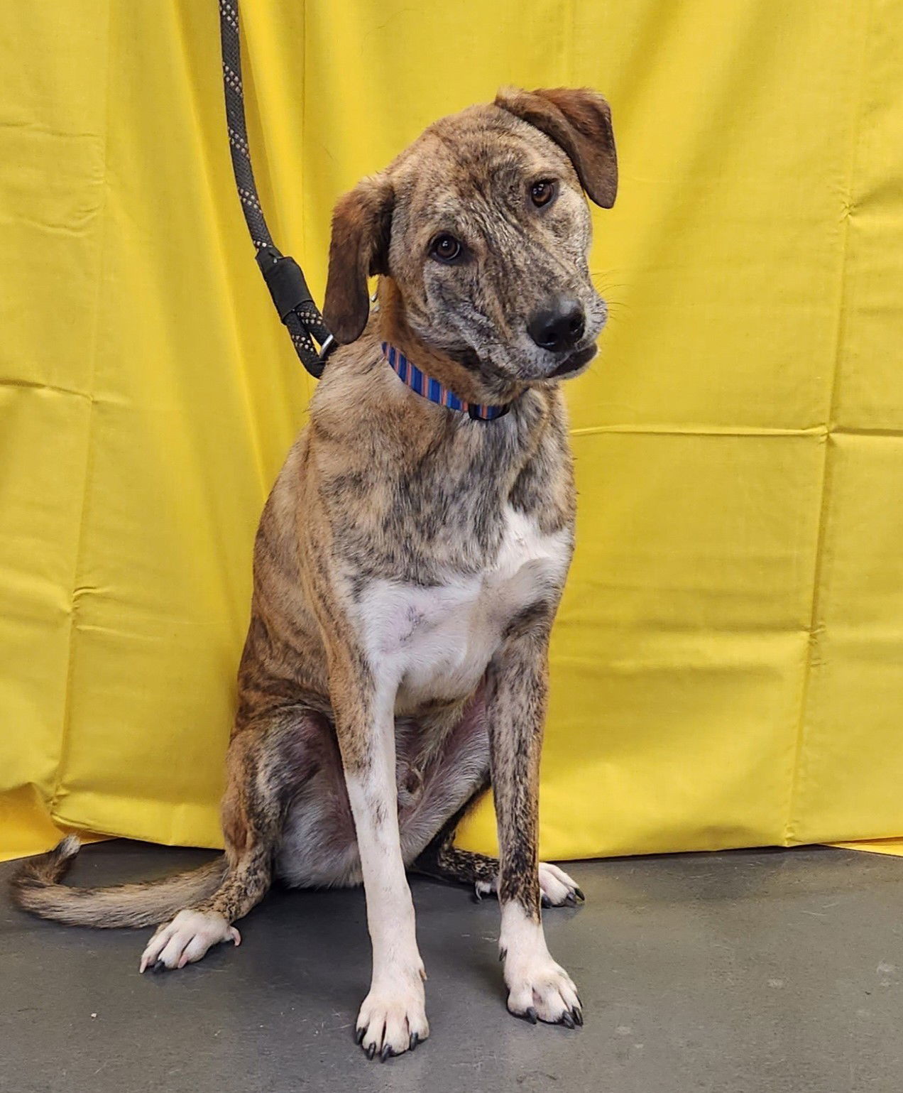 Billy, an adoptable Catahoula Leopard Dog, Great Pyrenees in Clinton, OK, 73601 | Photo Image 3