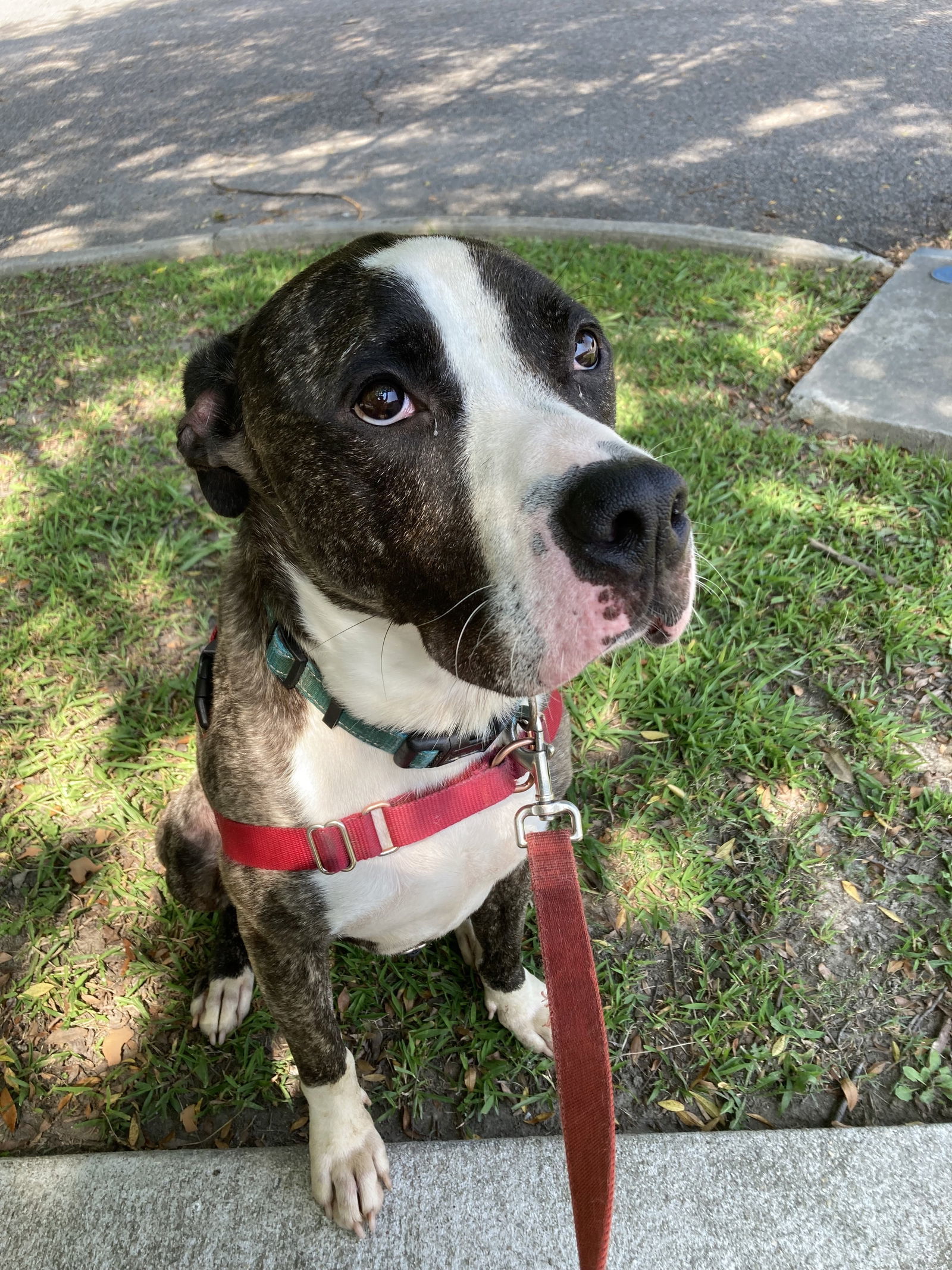 2403-1222 Psy, an adoptable Pit Bull Terrier in Virginia Beach, VA, 23451 | Photo Image 1