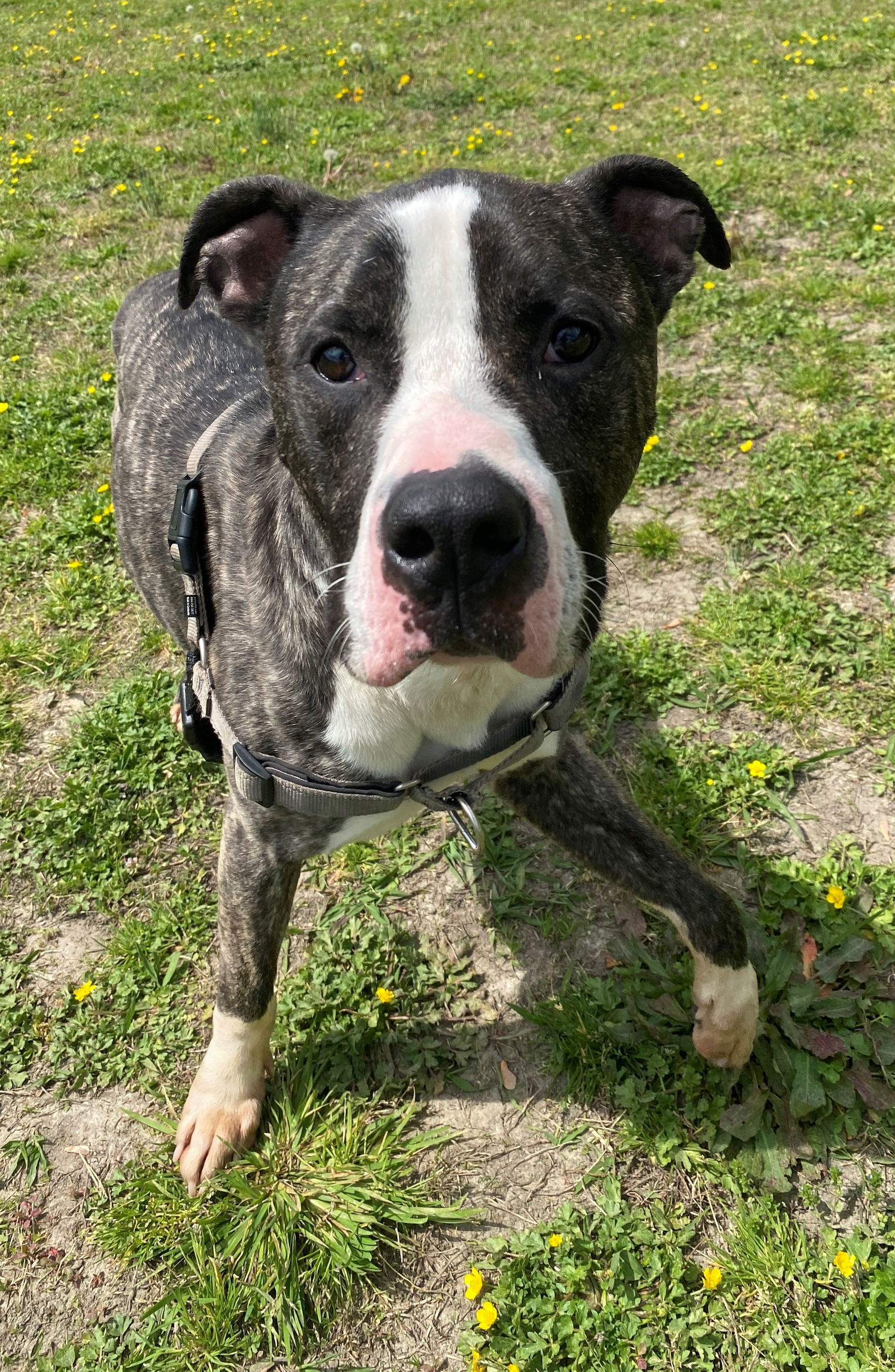 2403-1222 Psy, an adoptable Pit Bull Terrier in Virginia Beach, VA, 23451 | Photo Image 2