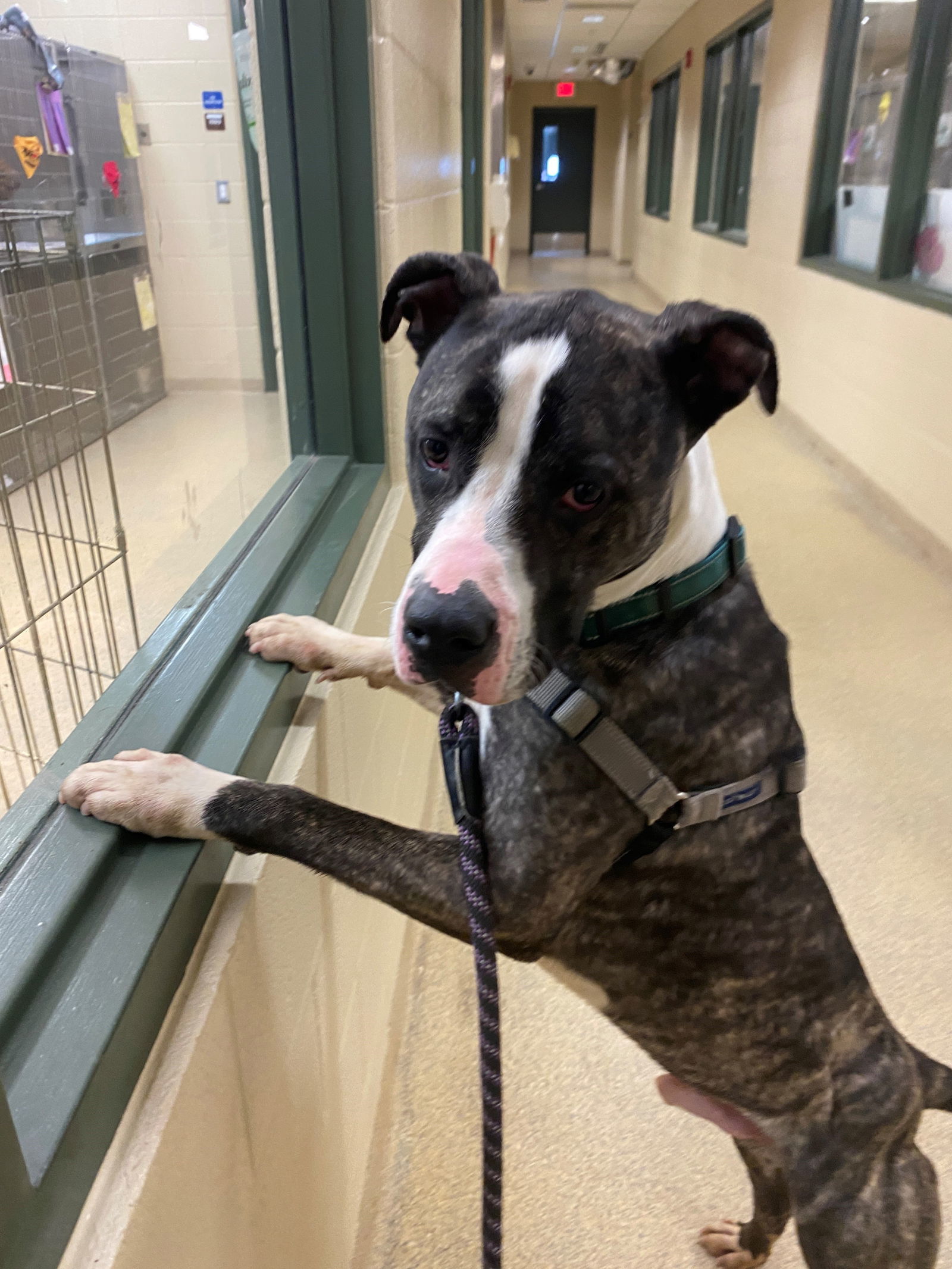 2403-1222 Psy, an adoptable Pit Bull Terrier in Virginia Beach, VA, 23451 | Photo Image 3