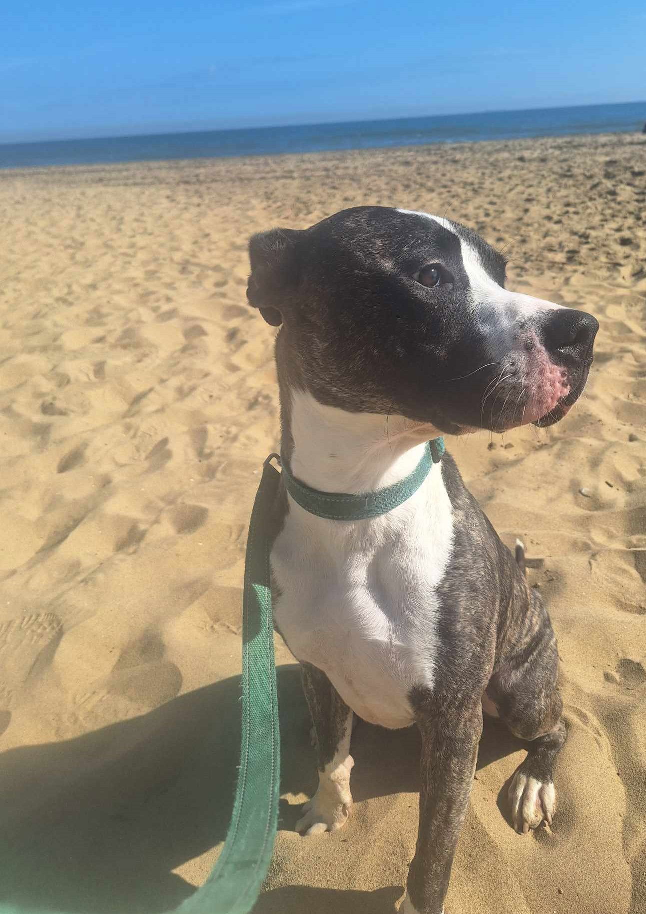 2403-1222 Psy, an adoptable Pit Bull Terrier in Virginia Beach, VA, 23451 | Photo Image 3