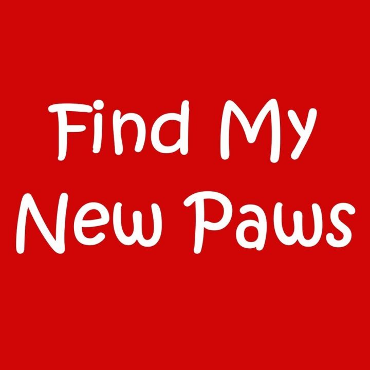 z Find My New Paws 1
