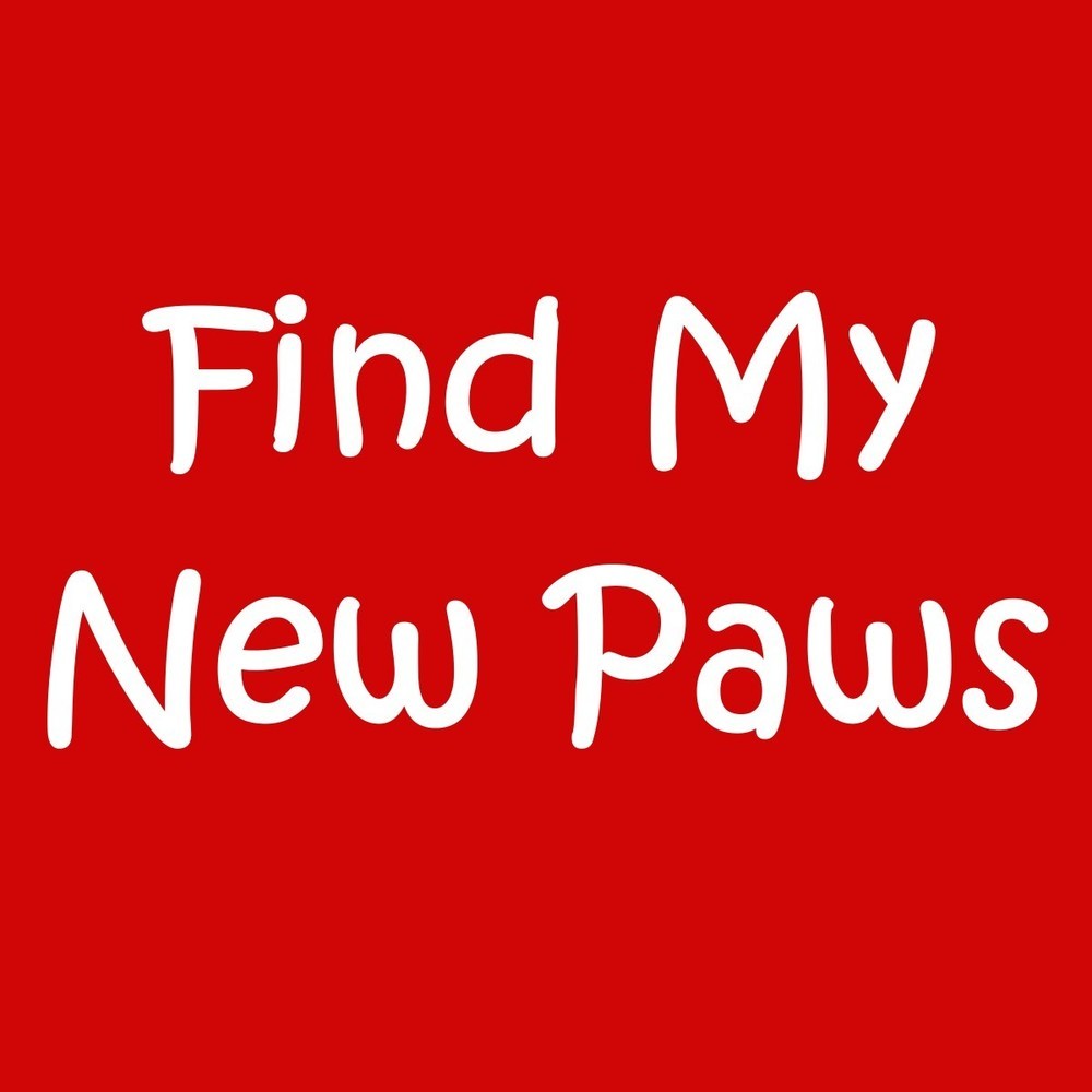 z Find My New Paws