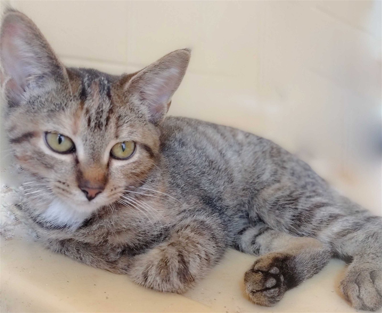Dream Aug 22, an adoptable Domestic Short Hair in Pacolet, SC, 29372 | Photo Image 2