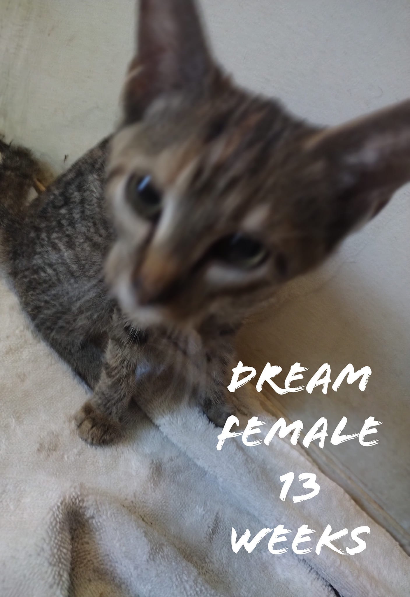 Dream Aug 22, an adoptable Domestic Short Hair in Pacolet, SC, 29372 | Photo Image 3