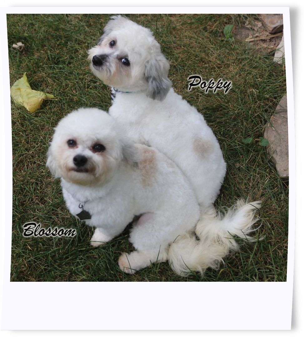 Adopted!! Poppy and Blossom - IL