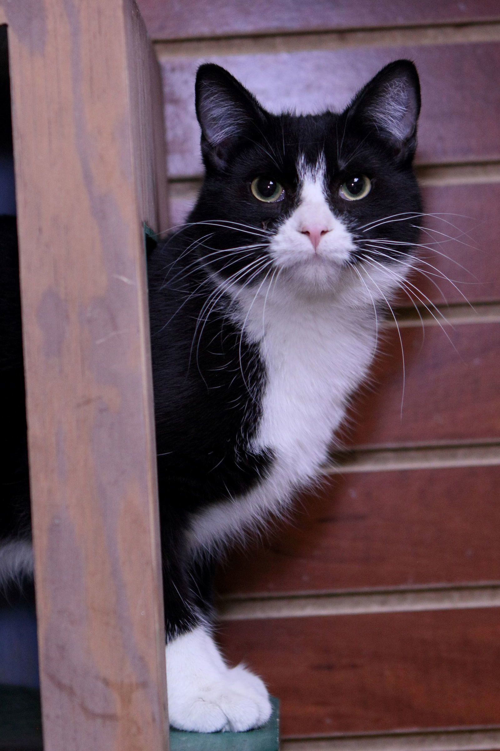 Teddy, an adoptable Domestic Short Hair in Austin, MN, 55912 | Photo Image 1