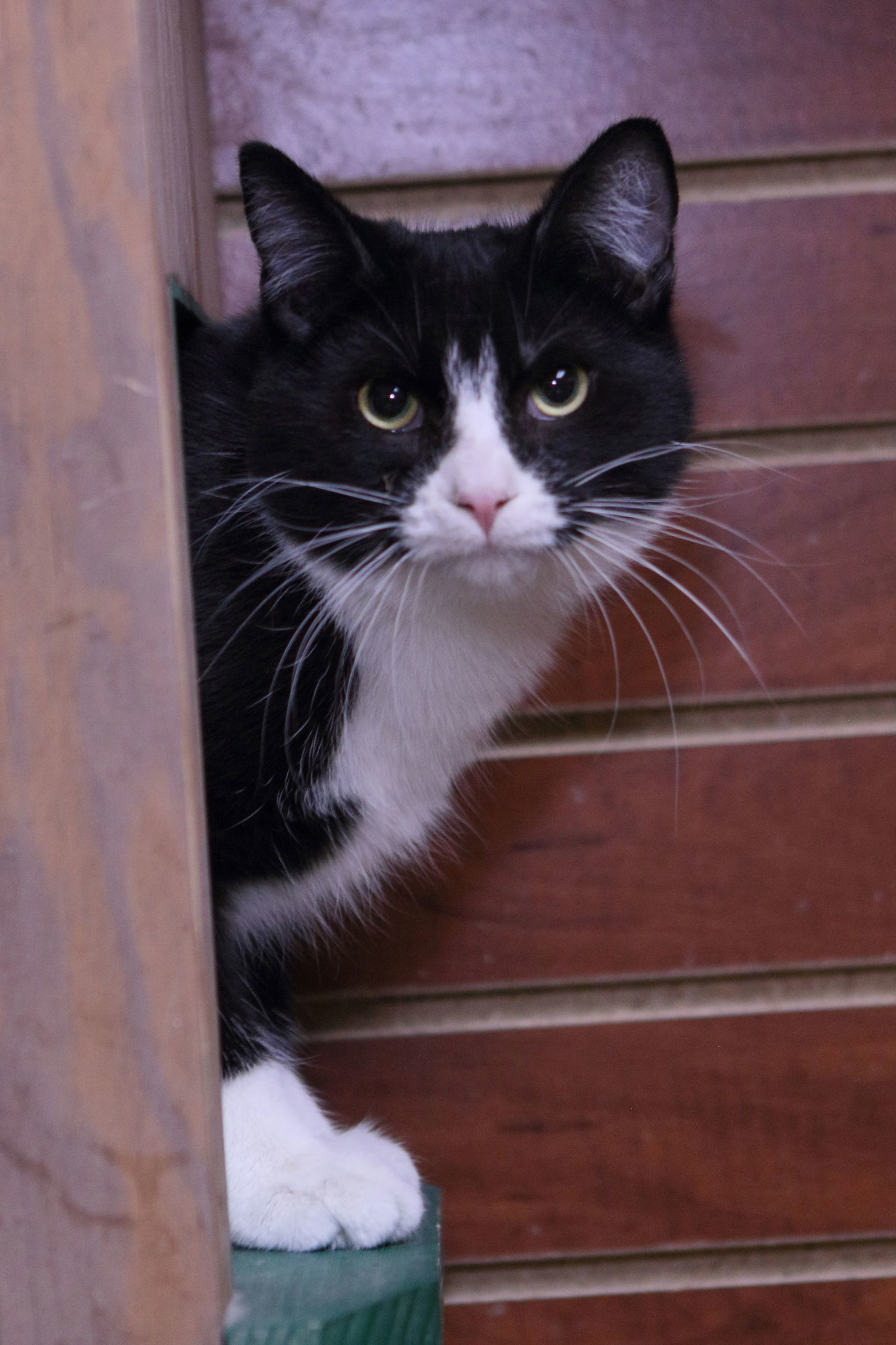 Teddy, an adoptable Domestic Short Hair in Austin, MN, 55912 | Photo Image 2