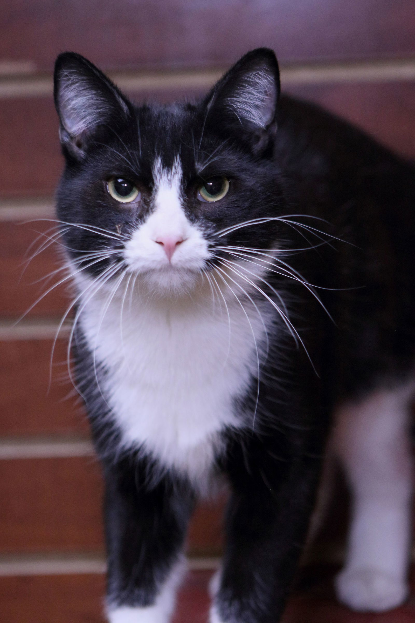 Teddy, an adoptable Domestic Short Hair in Austin, MN, 55912 | Photo Image 3