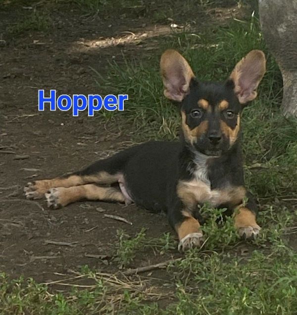 Hopper 
