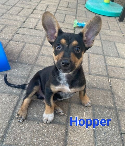 Hopper , an adopted Australian Shepherd Mix in Naperville, IL_image-1