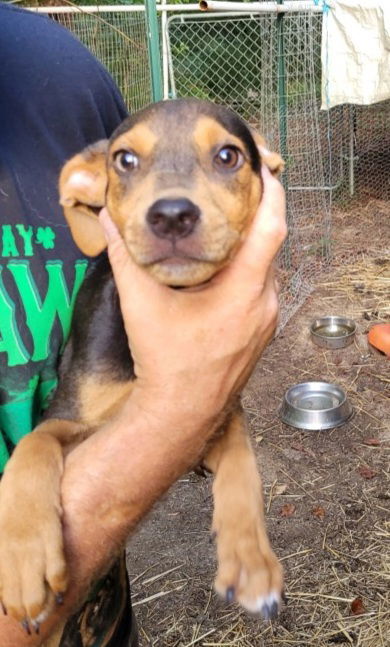 ZCL-d-Moe, an adoptable Beagle in Horn Lake, MS, 38637 | Photo Image 2