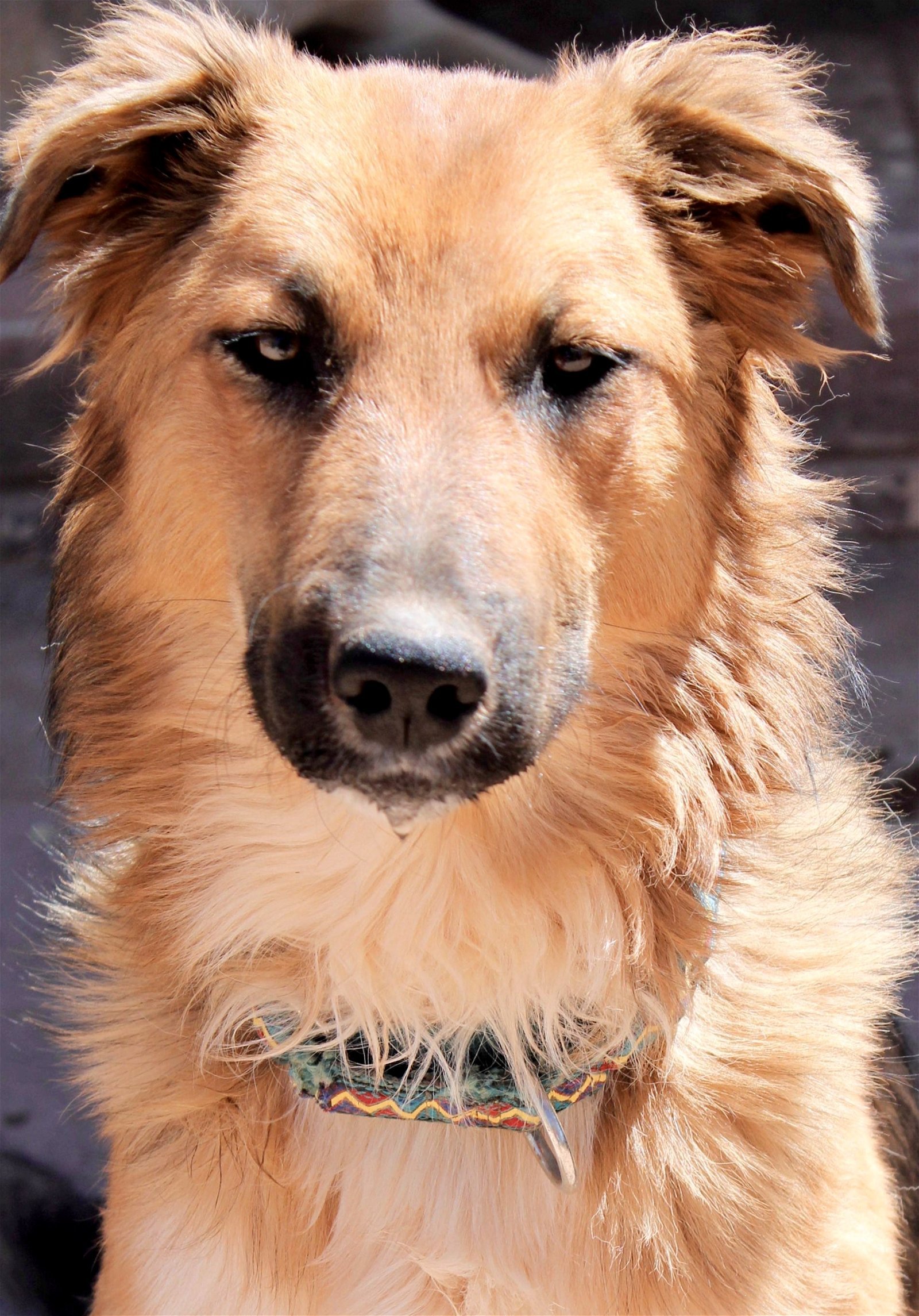 Merida, an adoptable Siberian Husky in Cedar Crest, NM, 87008 | Photo Image 1