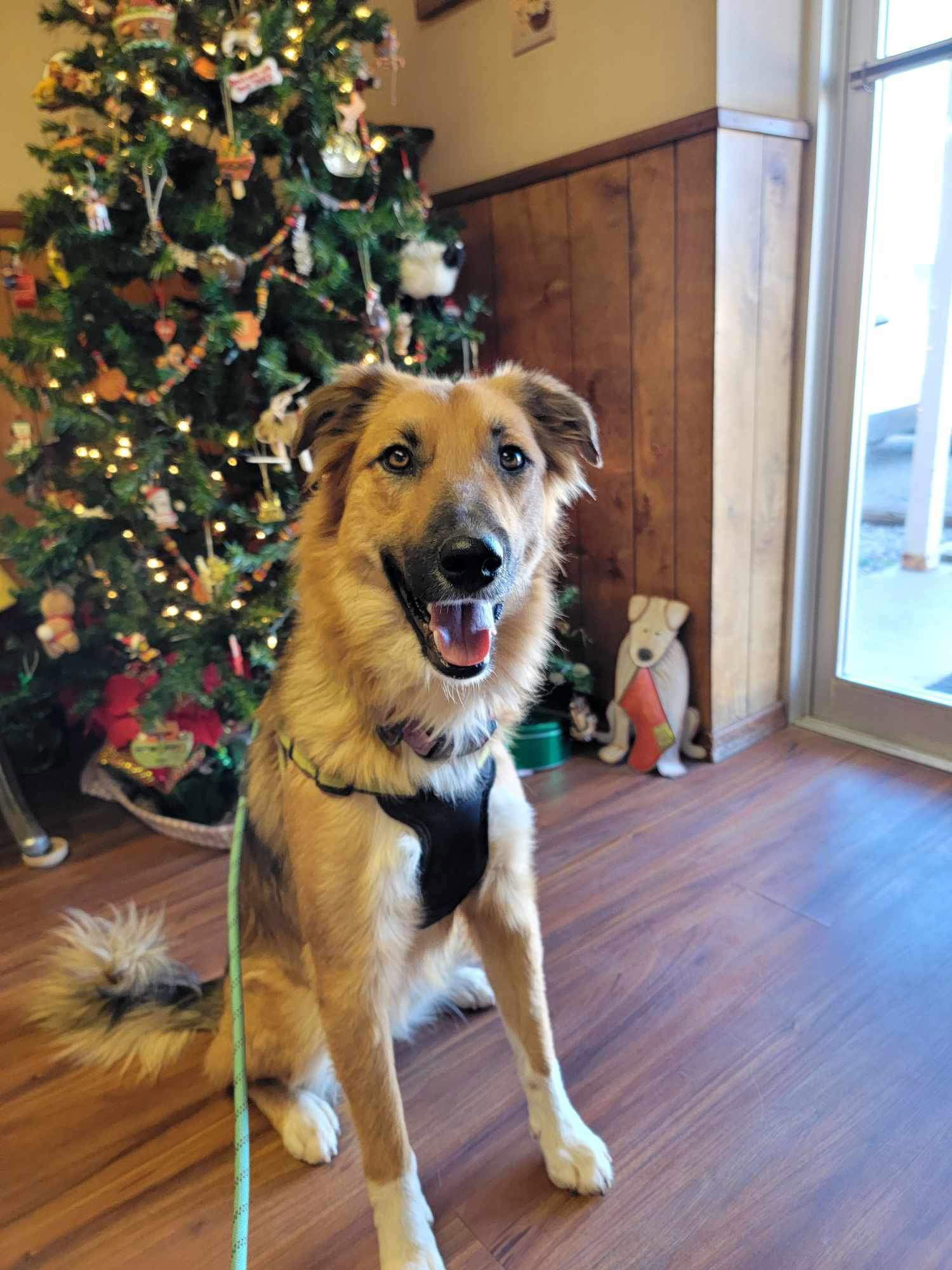 Merida, an adoptable Siberian Husky in Cedar Crest, NM, 87008 | Photo Image 2