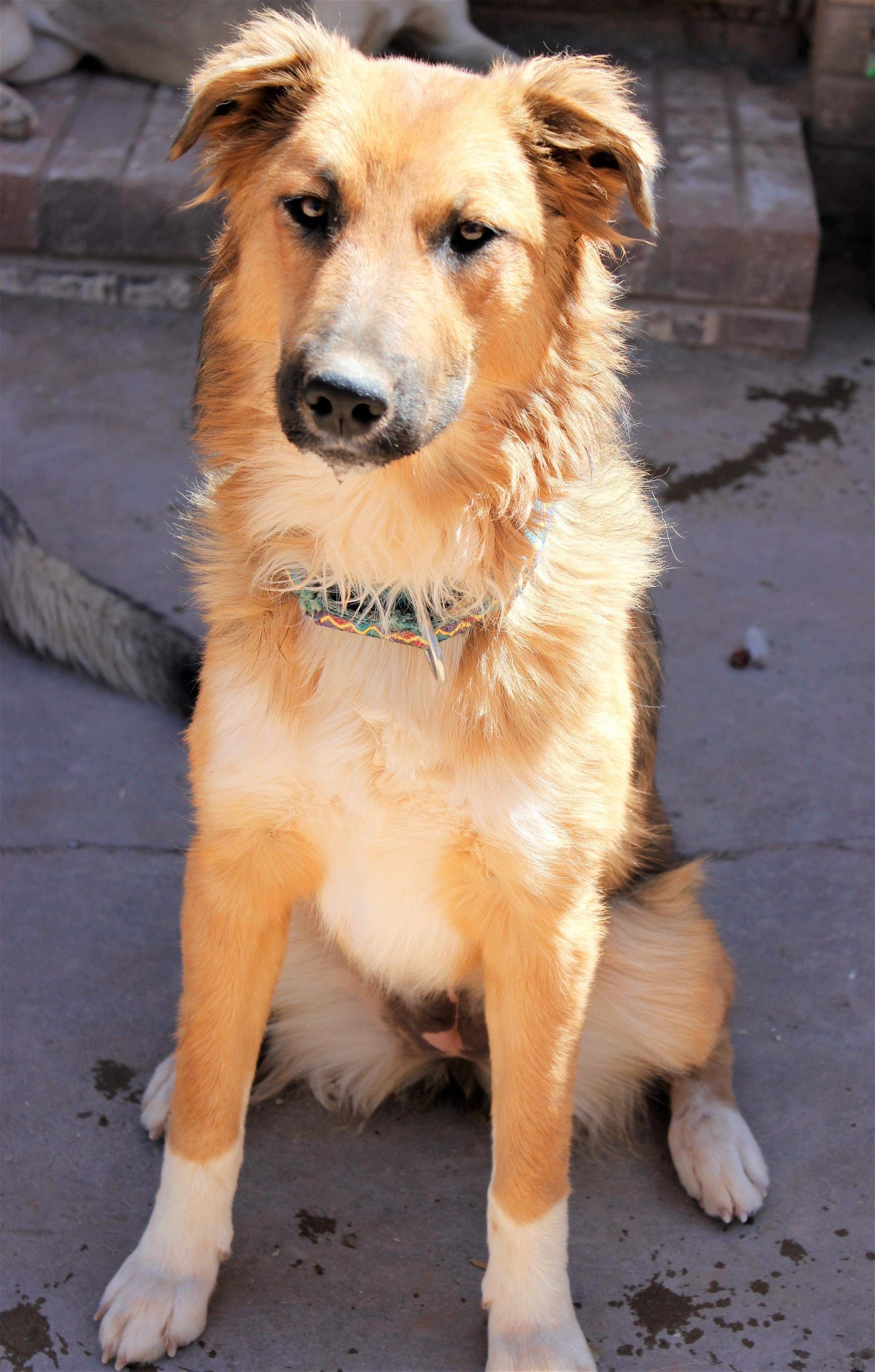 Merida, an adoptable Siberian Husky in Cedar Crest, NM, 87008 | Photo Image 3