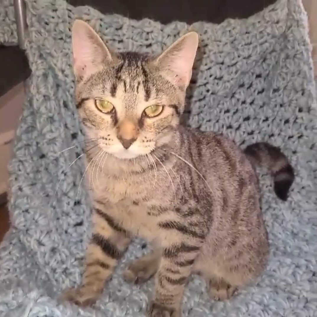 Cat for adoption Jarvis, a Domestic Short Hair in Harrisburg, PA