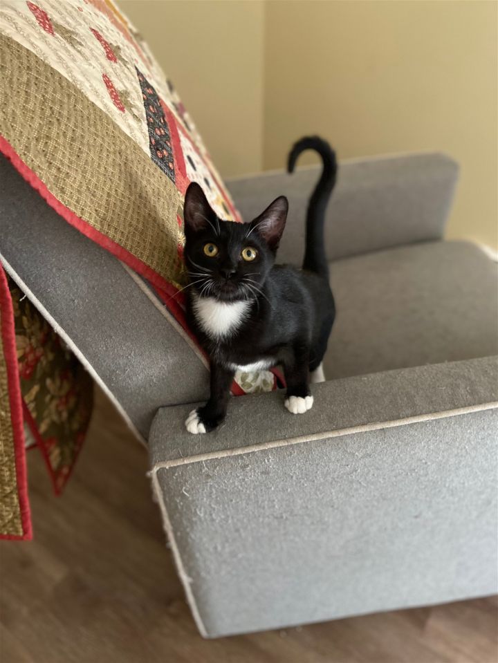 Spidey, an adoptable Domestic Short Hair in Denver, CO_image-1