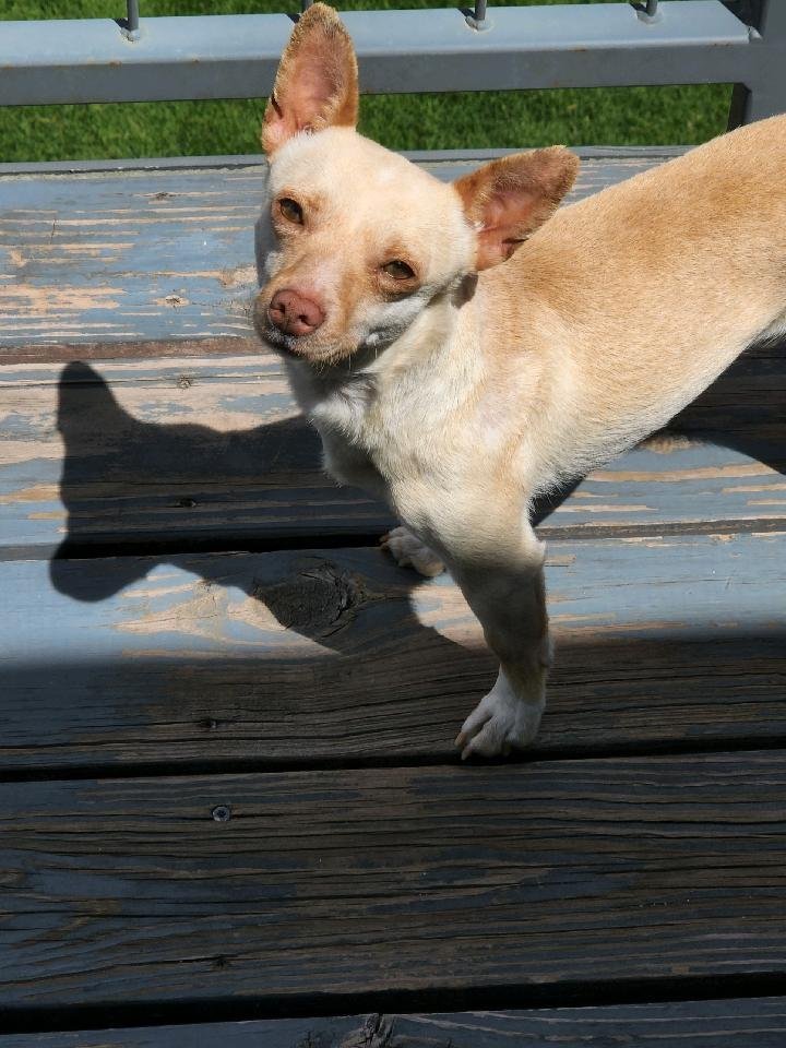 Taki, an adopted Chihuahua in Denver, CO_image-2