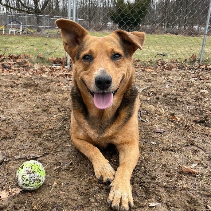 Frenchy, an adoptable Shepherd in New Windsor, NY, 12553 | Photo Image 1