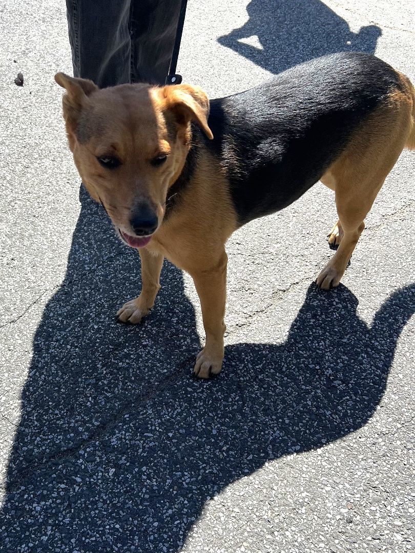 Frenchy, an adoptable Shepherd in New Windsor, NY, 12553 | Photo Image 2