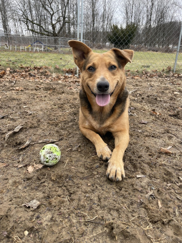 Frenchy, an adoptable Shepherd in New Windsor, NY, 12553 | Photo Image 3