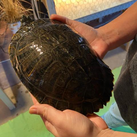 Smidge, an adoptable Turtle in Philadelphia, PA_image-2