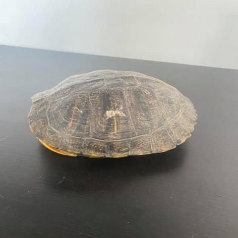 Smidge, an adoptable Turtle in Philadelphia, PA_image-3