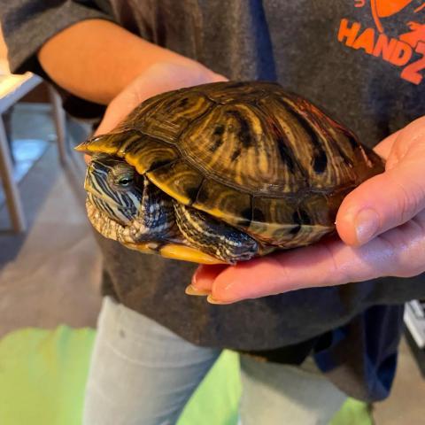 Fern, an adoptable Turtle in Philadelphia, PA_image-1