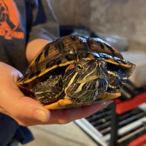 Olive, an adoptable Turtle in Philadelphia, PA_image-1