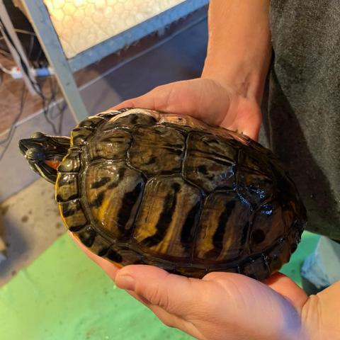 Olive, an adoptable Turtle in Philadelphia, PA_image-2