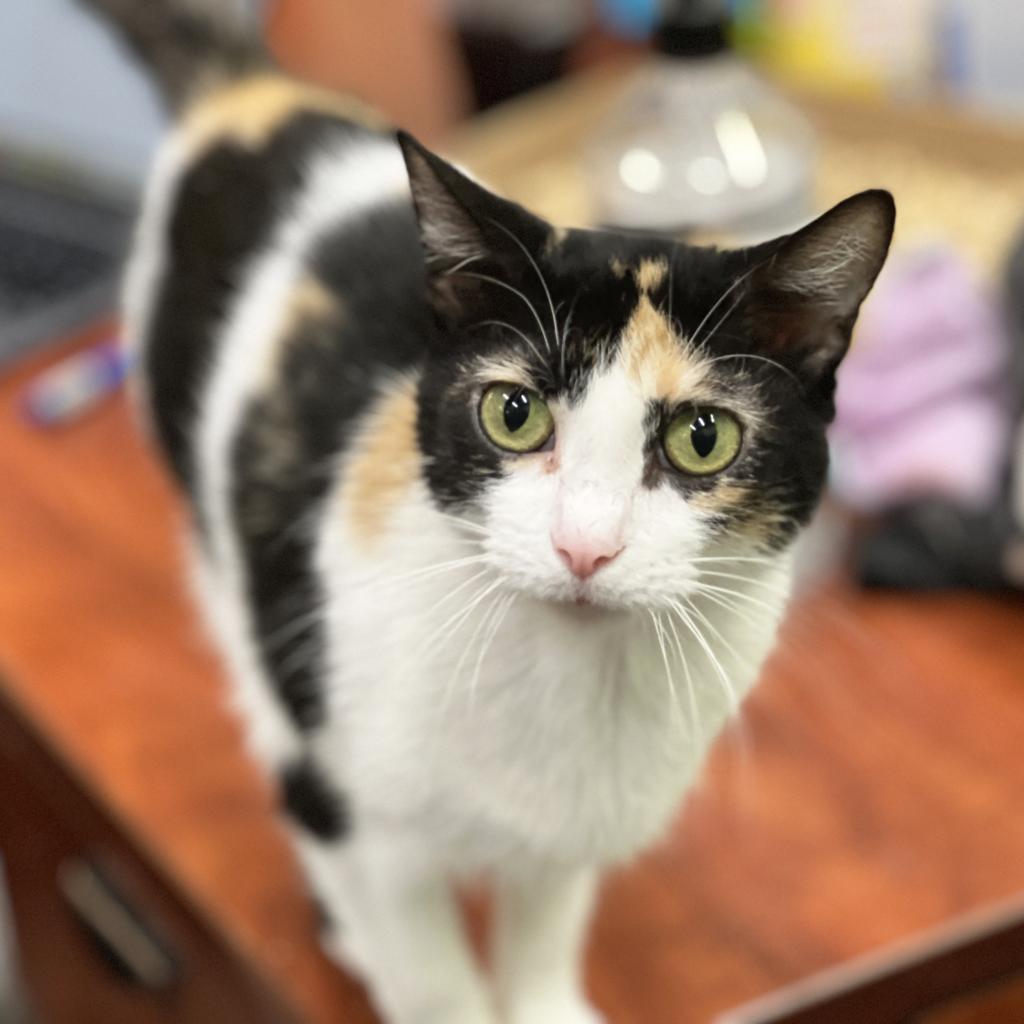 Ruby, an adoptable Domestic Short Hair in Mount Juliet, TN, 37122 | Photo Image 1