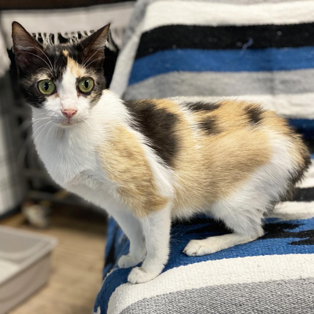 Ruby, an adoptable Domestic Short Hair in Mount Juliet, TN, 37122 | Photo Image 2