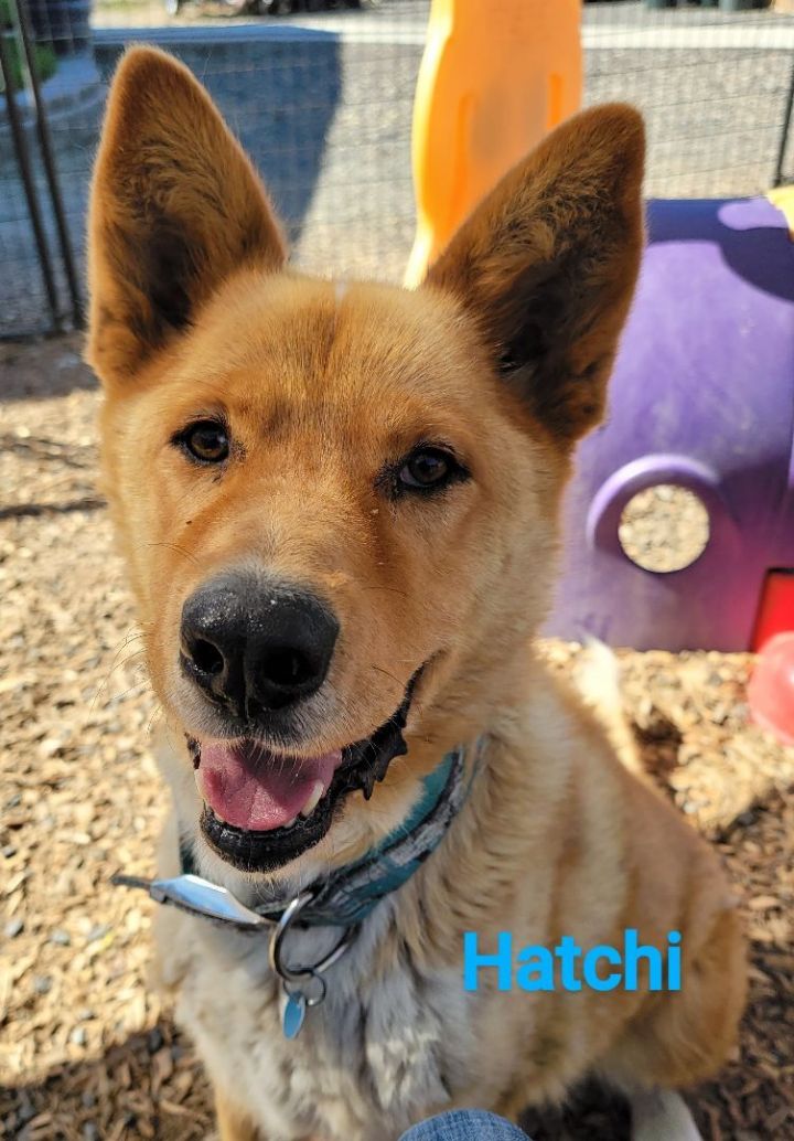 Hatchi PUPDATE, an adoptable Akita & Husky Mix in Madras, OR_image-1