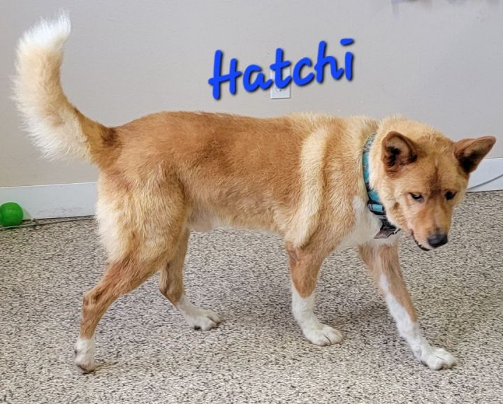 Hatchi 2