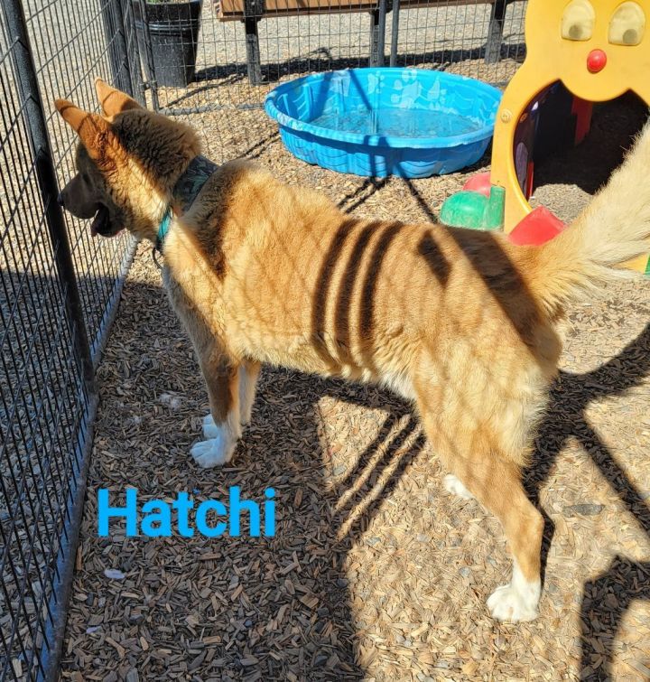 Hatchi PUPDATE, an adoptable Akita & Husky Mix in Madras, OR_image-3