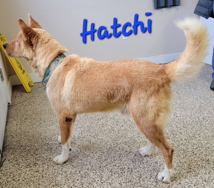 Hatchi, an adoptable Siberian Husky & Akita Mix in Madras, OR_image-4