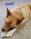 Hatchi PUPDATE