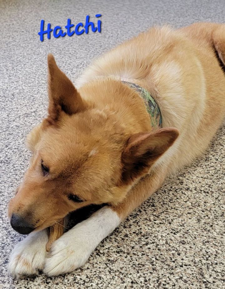 Hatchi PUPDATE, an adoptable Akita & Husky Mix in Madras, OR_image-5