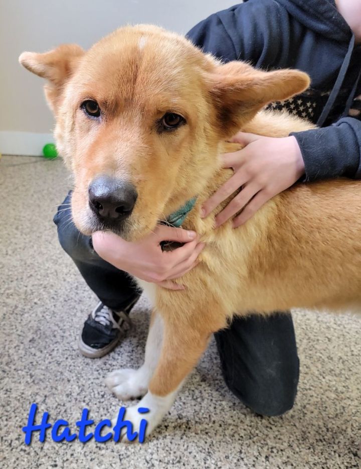 Hatchi PUPDATE, an adoptable Akita & Husky Mix in Madras, OR_image-6