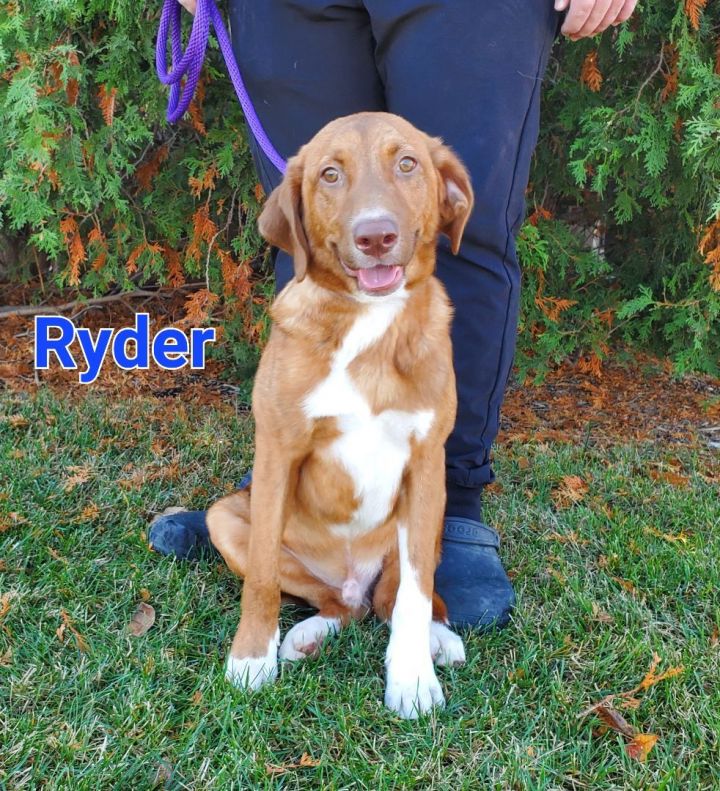 Ryder, an adoptable Coonhound Mix in Naperville, IL_image-1