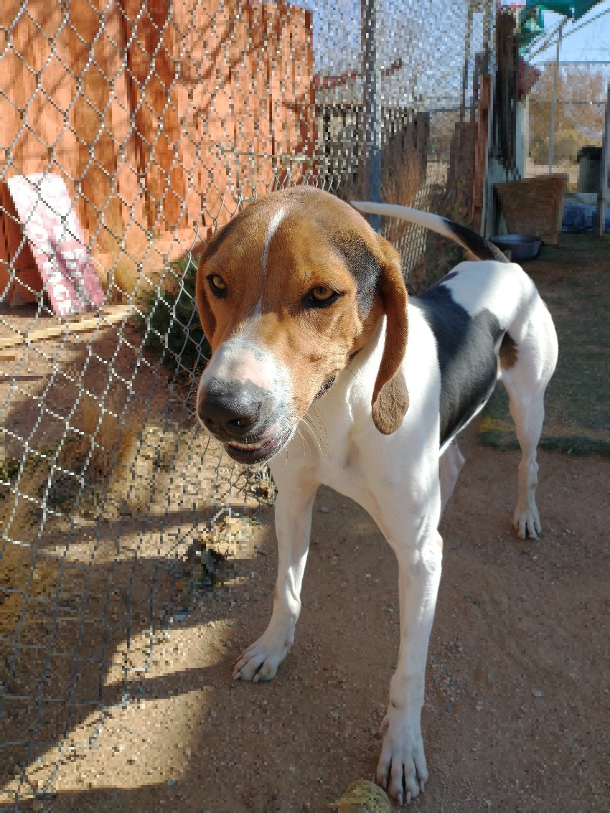 Jasper Hound