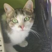 Miss Kitty, an adoptable Domestic Short Hair Mix in La Plata, MD_image-1