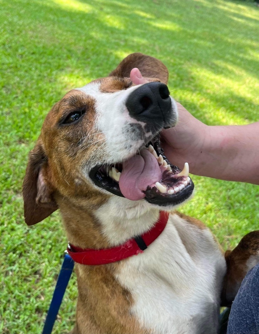 Tate, an adoptable Hound, Boxer in East Haddam, CT, 06423 | Photo Image 2
