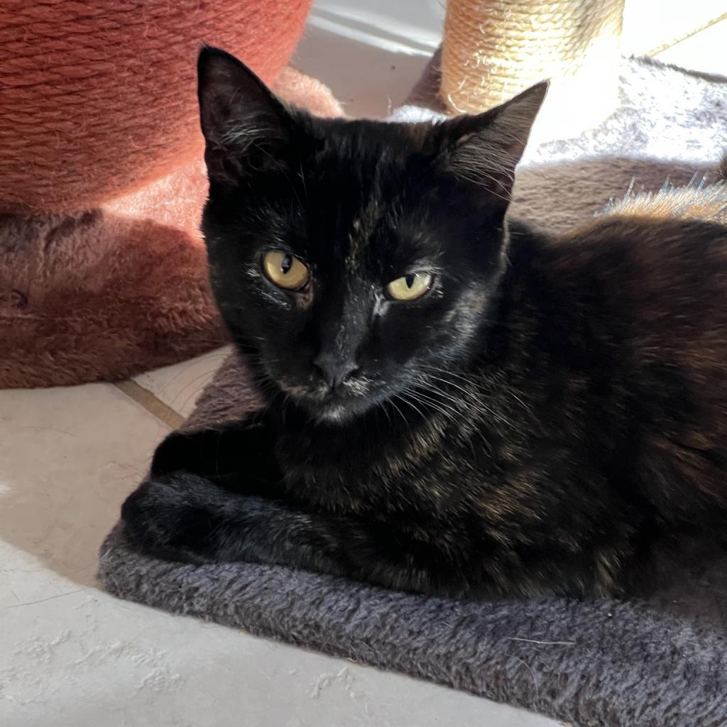 Black Canary, an adoptable Domestic Short Hair in Middletown, NY, 10940 | Photo Image 1