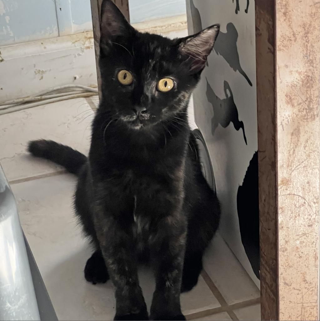 Black Canary, an adoptable Domestic Short Hair in Middletown, NY, 10940 | Photo Image 2